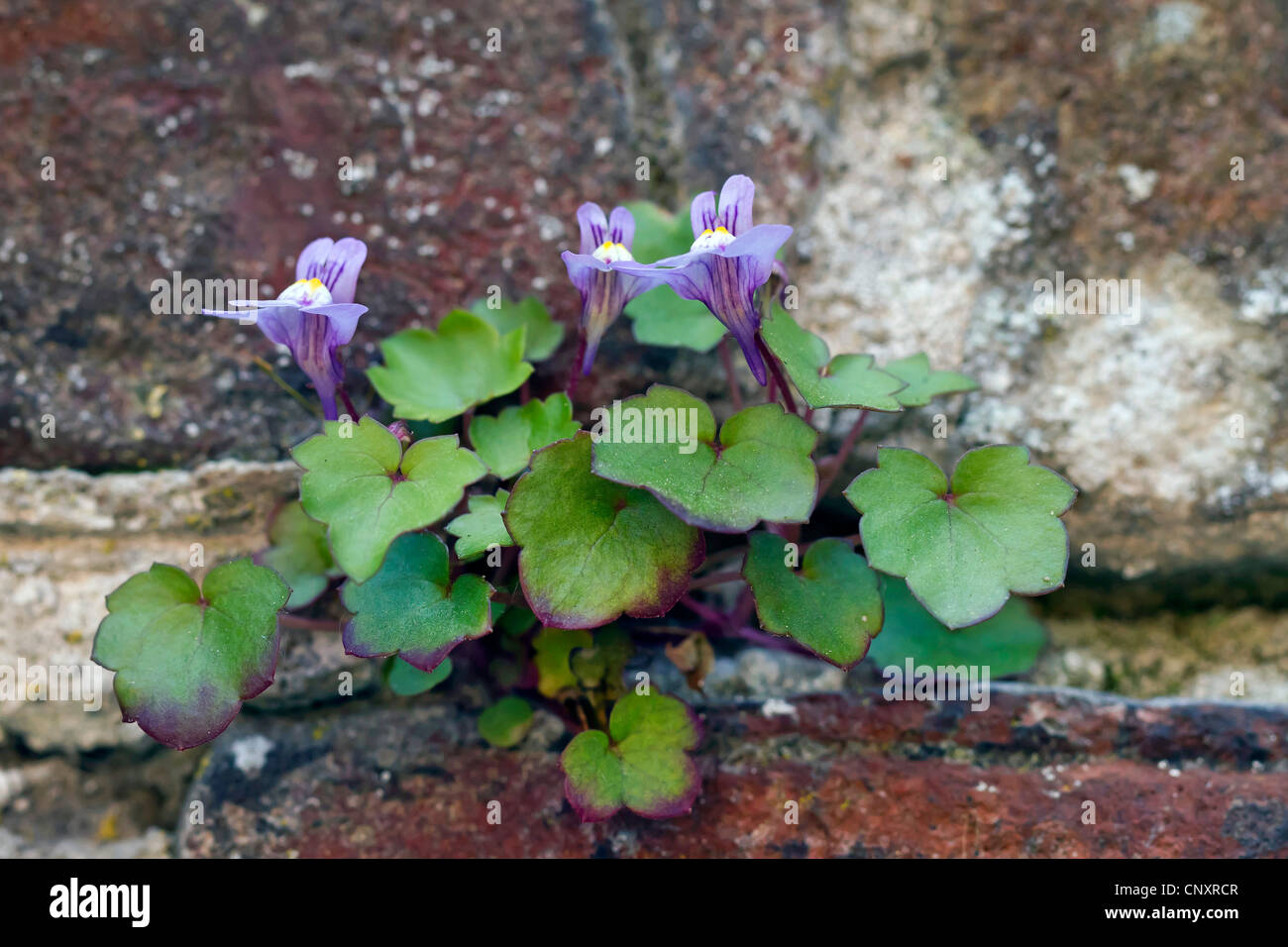 kenilworth ivy, ivy-leaved toadflax, coliseum ivy (Cymbalaria muralis, Linaria muralis), at a wall, France, Picardie Stock Photo