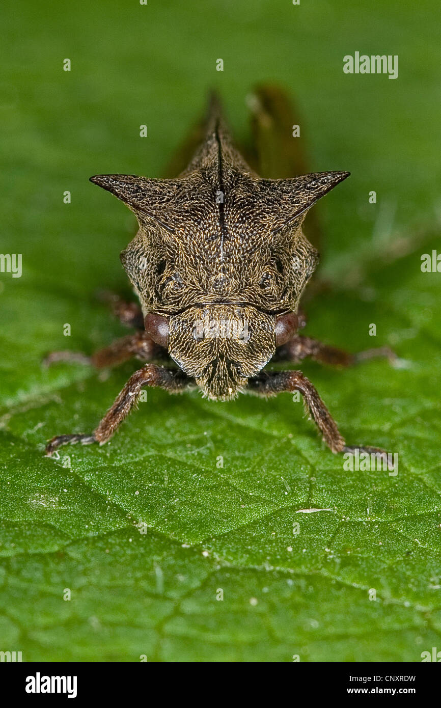 Horned treehopper (Centrotus cornutus), sitting on a leaf, Germany Stock Photo