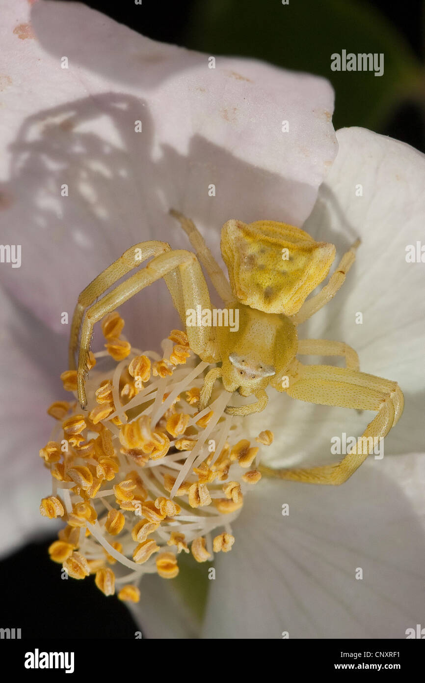 Crab Spider (Thomisus onustus), female waiting for prey in camouflage colouration on a blossom Stock Photo