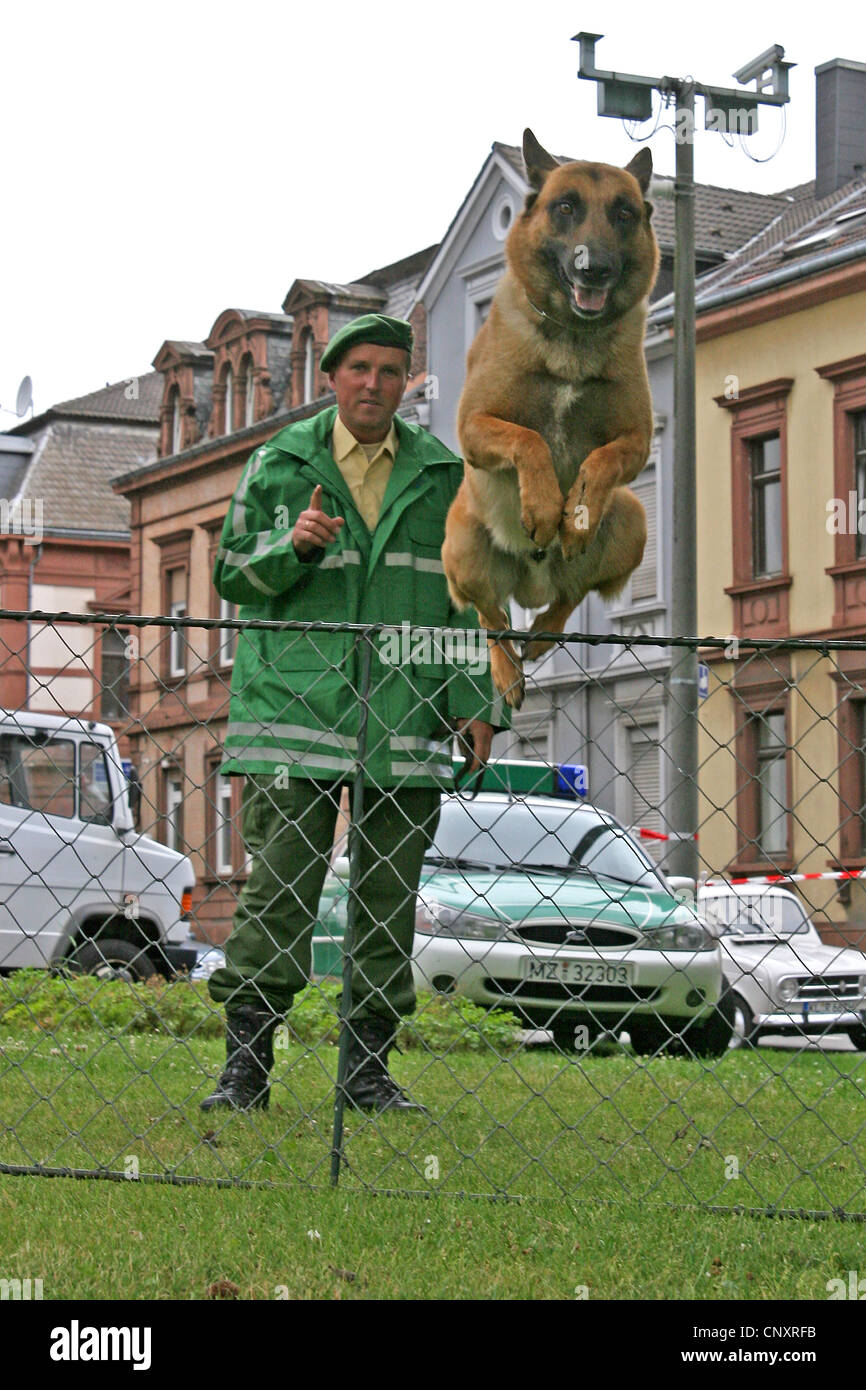 Malinois Canis lupus f. familiaris training with and police dog