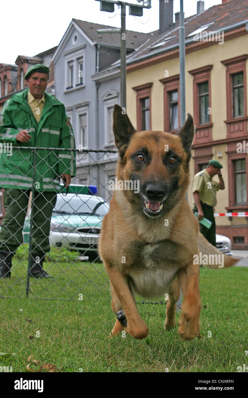 Malinois (Canis lupus f. familiaris), dog handler training with a police dog which is persecuting a person Stock Photo