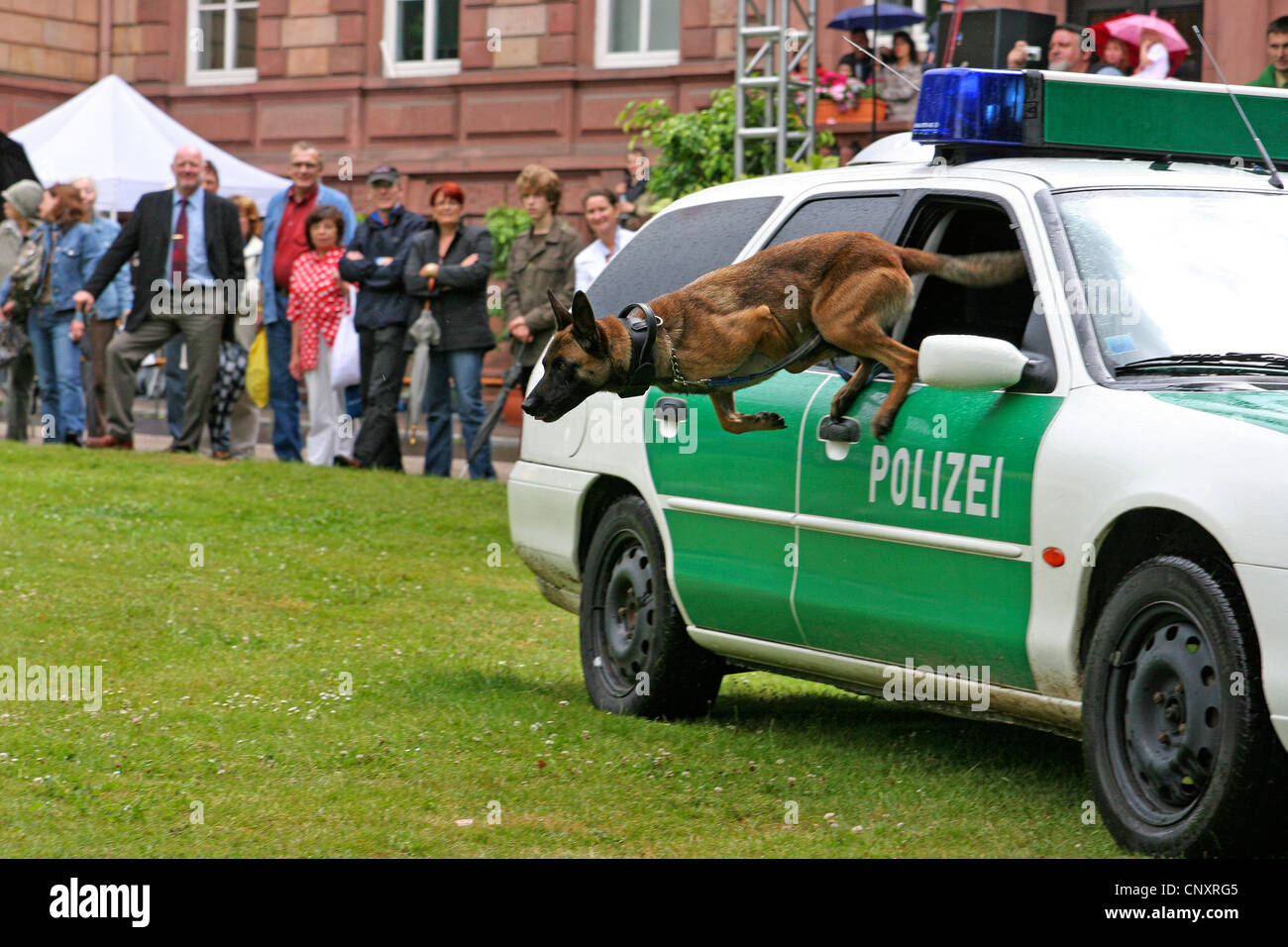 Malinois (Canis lupus f. familiaris), police dog jumping out of a police car at a public demonstration in a park Stock Photo