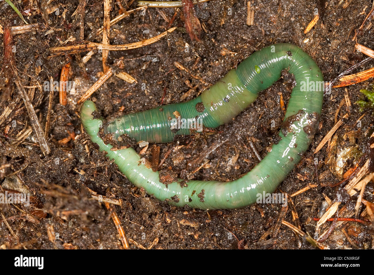 Green Earthworm (Allolobophora smaragdina), on conifer forest ground,  Germany Stock Photo - Alamy