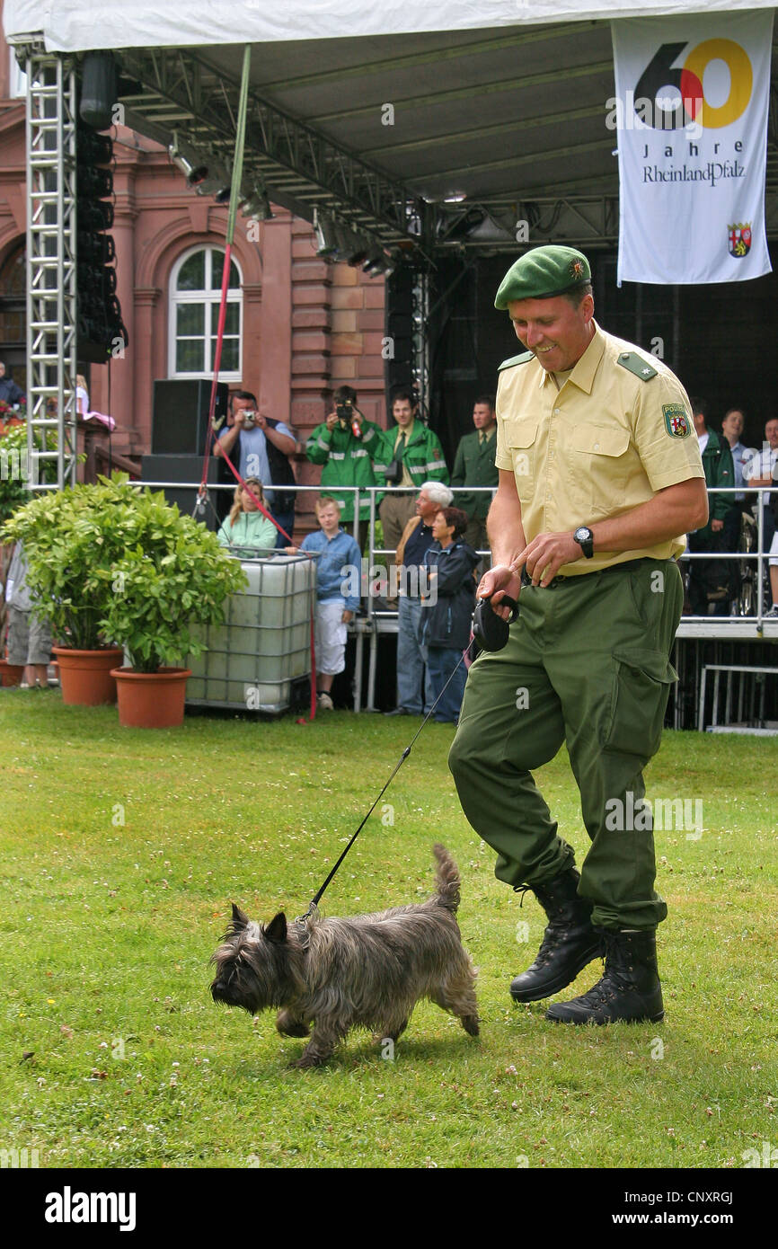 domestic dog (Canis lupus f. familiaris), police dog walking over lawn at the dog handler's leash at a public demonstration Stock Photo