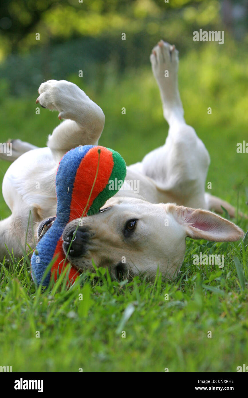 Labrador Retriever (Canis lupus f. familiaris), playing with dog's toy Stock Photo