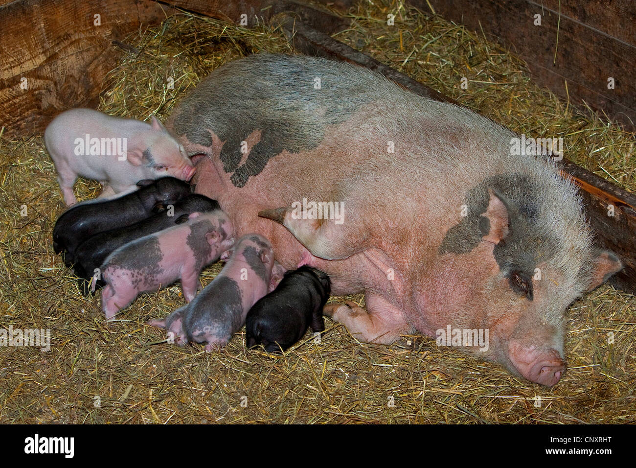Vietnamese pot-bellied pig (Sus scrofa f. domestica), piglets suckling Stock Photo