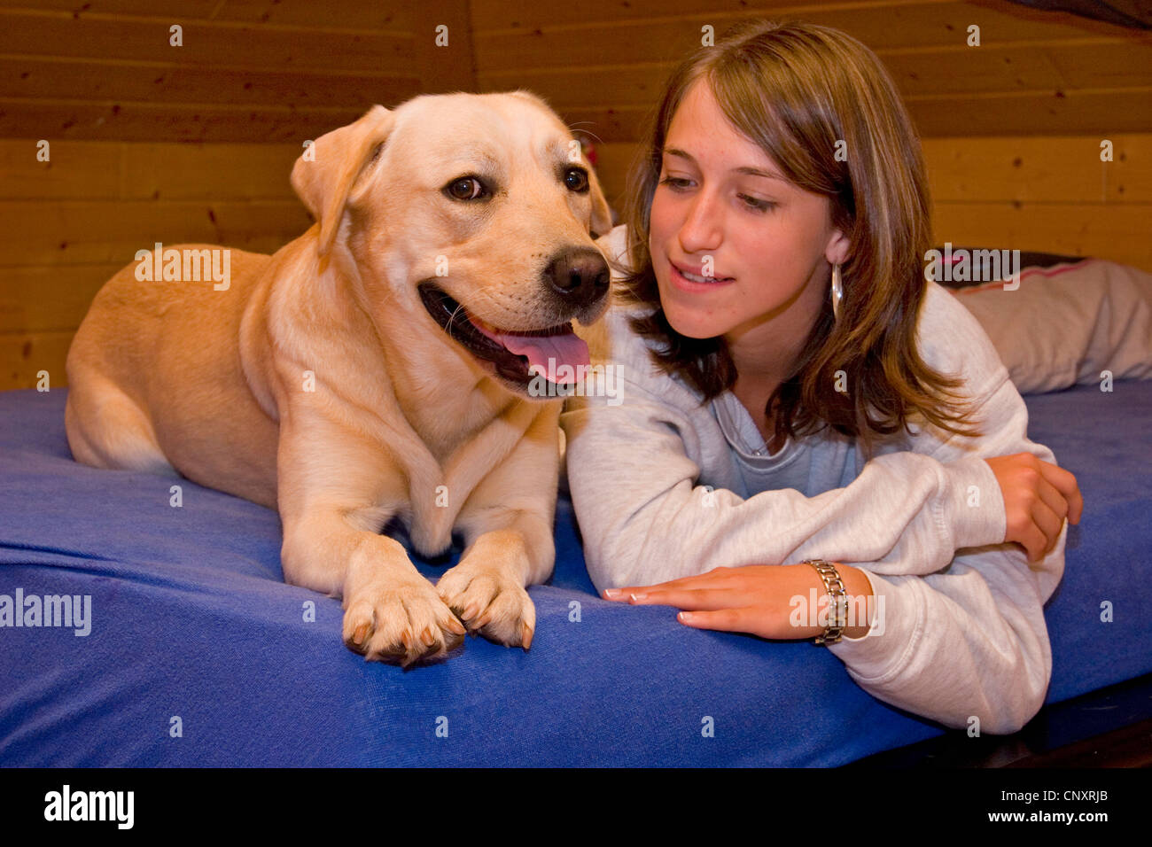 Labrador Retriever (Canis lupus f. familiaris), lying next girl on bed Stock Photo