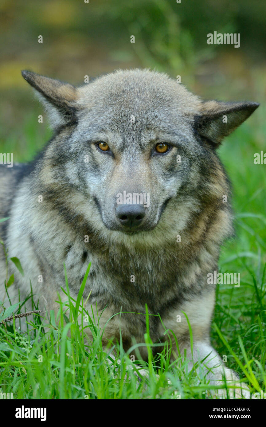 Grey wolf (canis lupus), Rhodes animal's park, Moselle, France, Europe