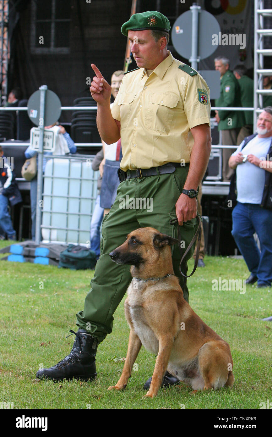 Malinois (Canis lupus f. familiaris), police dog sitting on the lawn scenting at a public demonstration at the dog handler's leash Stock Photo