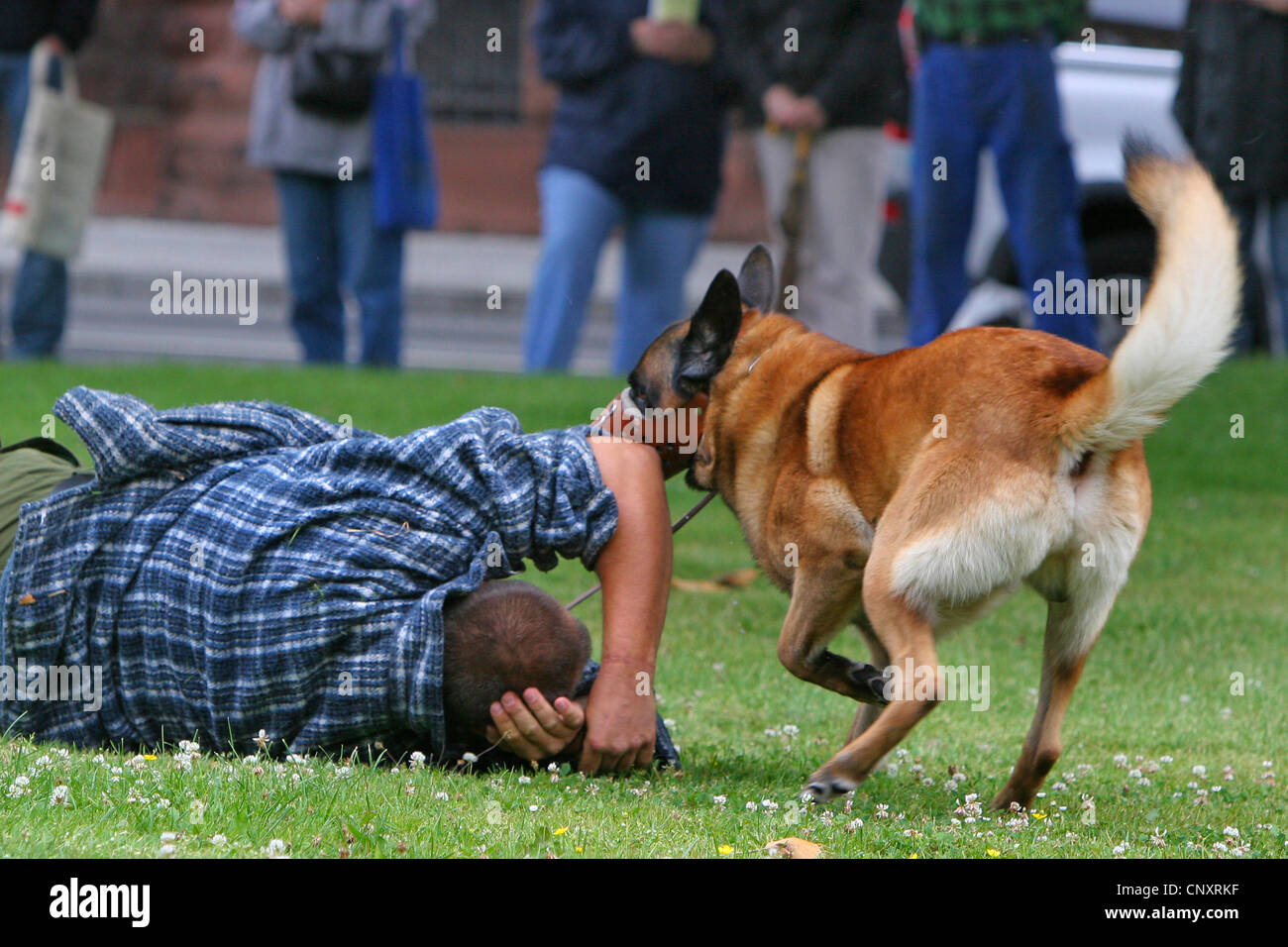 Malinois (Canis lupus f. familiaris), police dog apprehending a fake criminal lying on the ground at a public demonstration Stock Photo