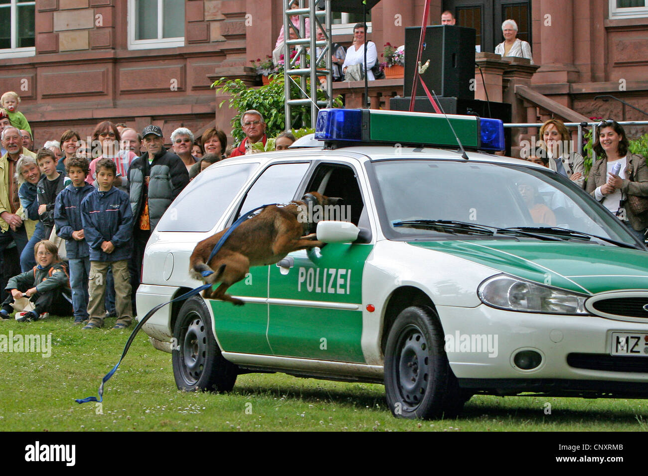 Malinois (Canis lupus f. familiaris), police dog jumping into the open window of a police car at a public demonstration in a park Stock Photo