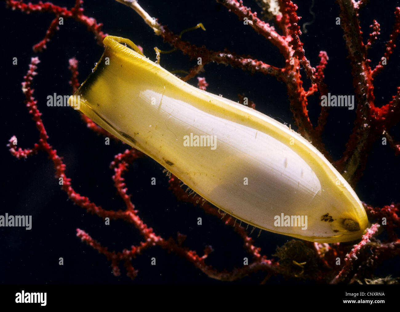lesser spotted dogfish, smallspotted dogfish, rough hound, smallspotted catshark (Scyliorhinus canicula, Scyllium canicula), egg with the embryo looming Stock Photo