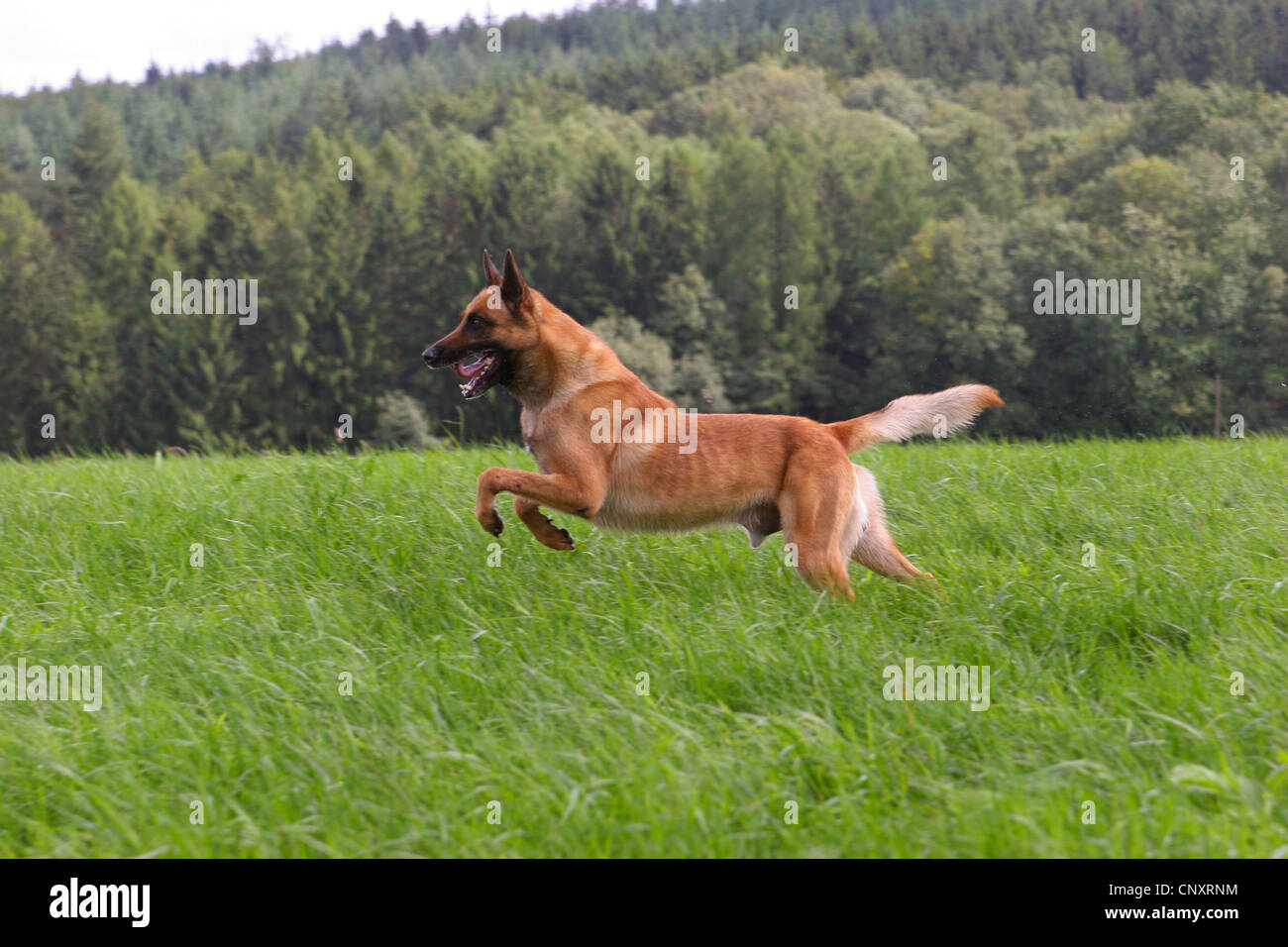 Malinois (Canis lupus f. familiaris), running over a meadow Stock Photo