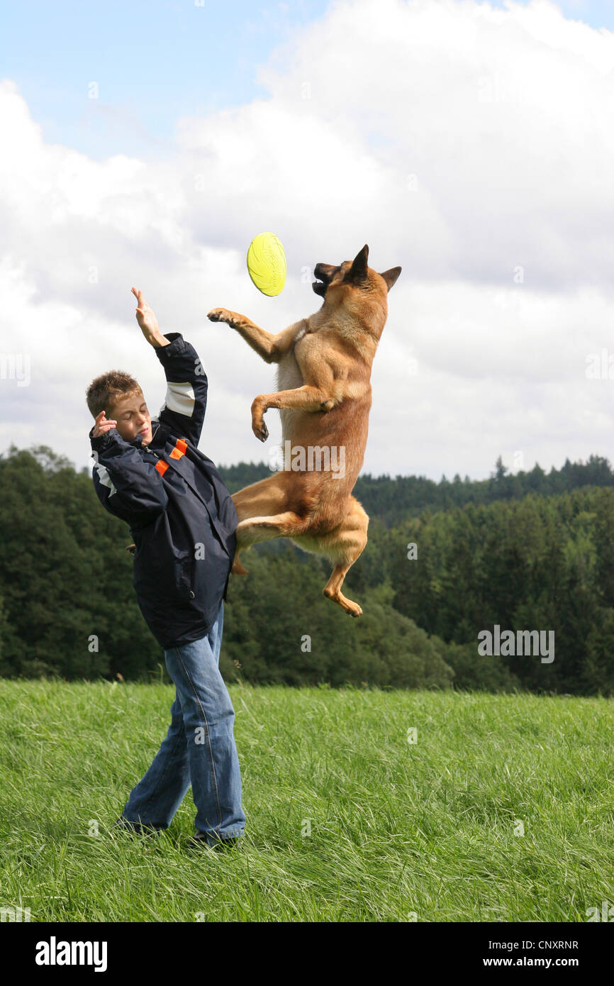 Malinois (Canis lupus f. familiaris), with a boy in a meadow, jumping after a frisbee disk Stock Photo