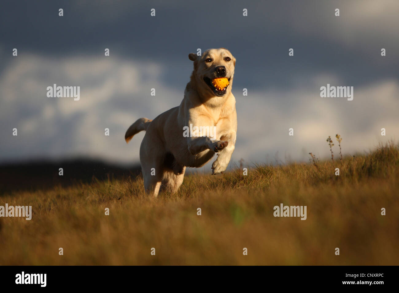 Labrador Retriever (Canis lupus f. familiaris), running through the meadow and retrieving a ball Stock Photo