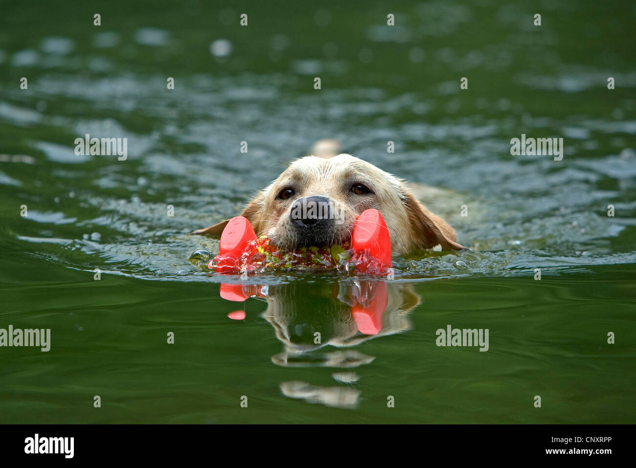 Labrador Retriever (Canis lupus f. familiaris), swimming and retrieving dog's toy Stock Photo