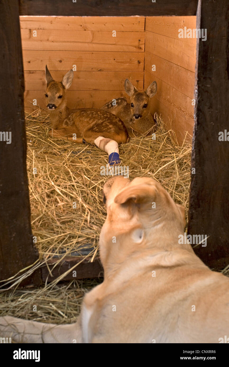 Labrador Retriever (Canis lupus f. familiaris), sitting in front of a stable guarding two injured fawns Stock Photo
