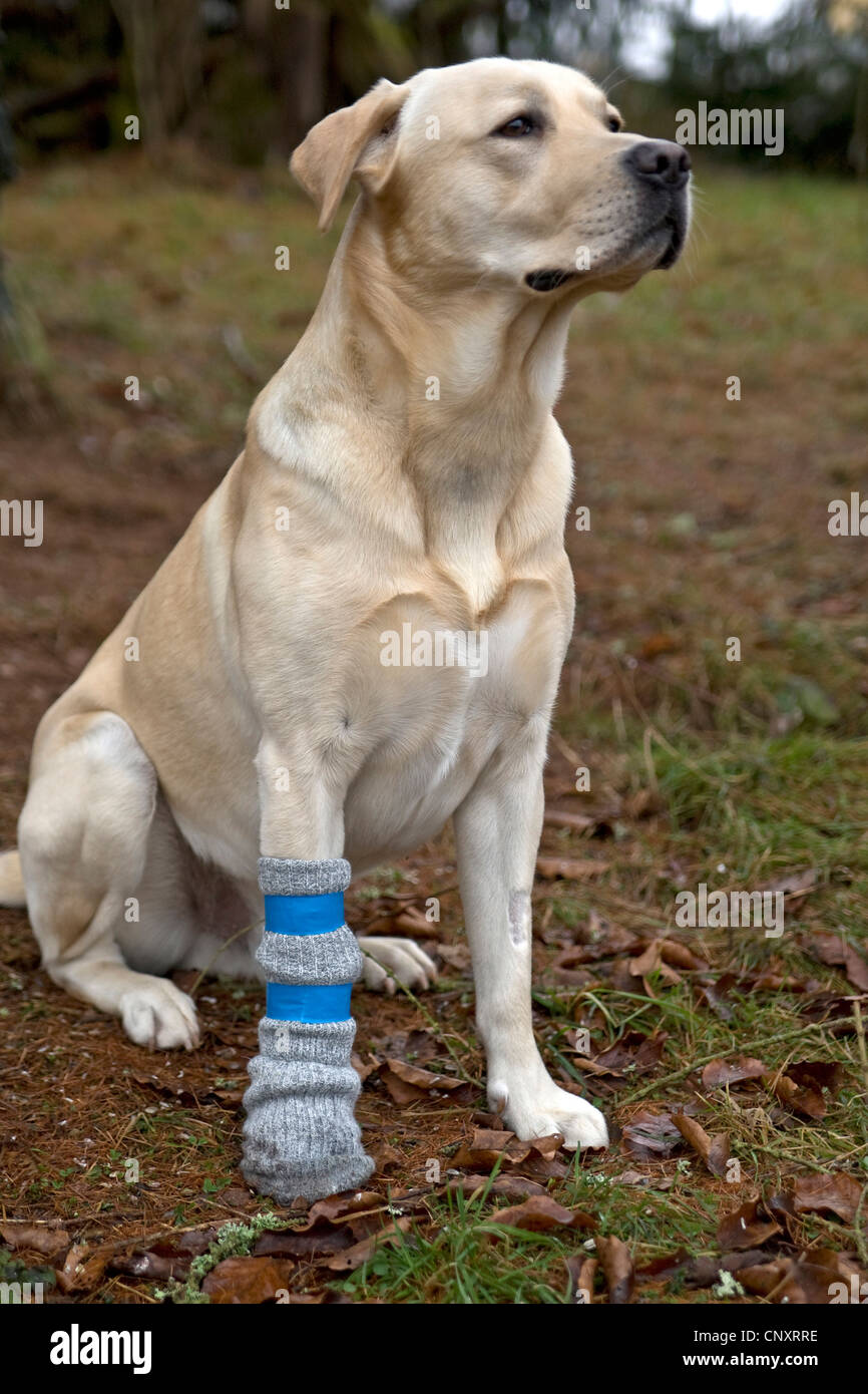 Labrador Retriever (Canis lupus f. familiaris), with bandaged pad Stock Photo