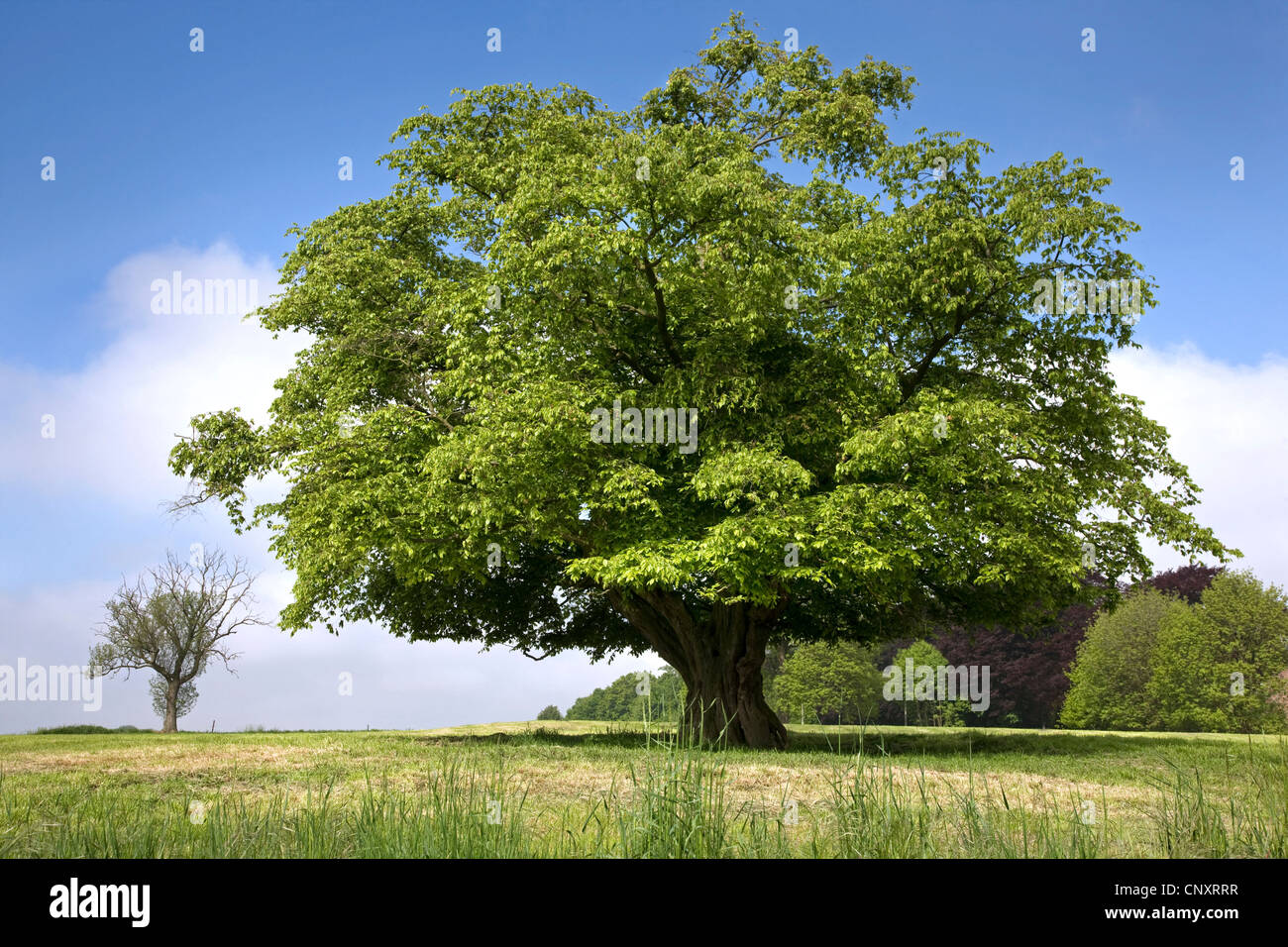 Solitary European hornbeam (Carpinus betulus) tree in meadow in spring, Belgium Stock Photo