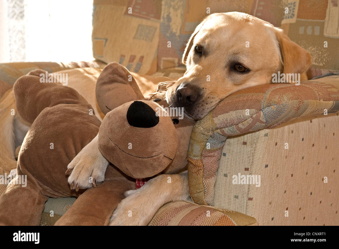 Labrador Retriever (Canis lupus f. familiaris), lying with cuddly toy in a armchair Stock Photo