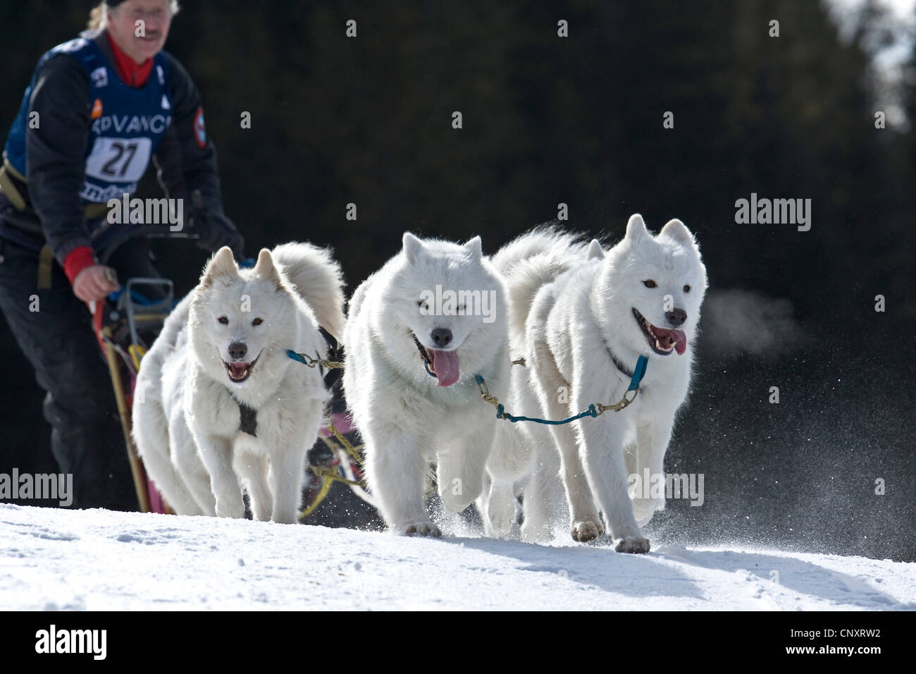 Samoyed (Canis lupus f. familiaris), race of dog-sled team Stock Photo