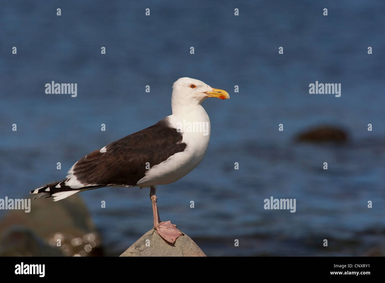 greater black-backed gull (Larus marinus), sitting on rock at the coast, Germany Stock Photo