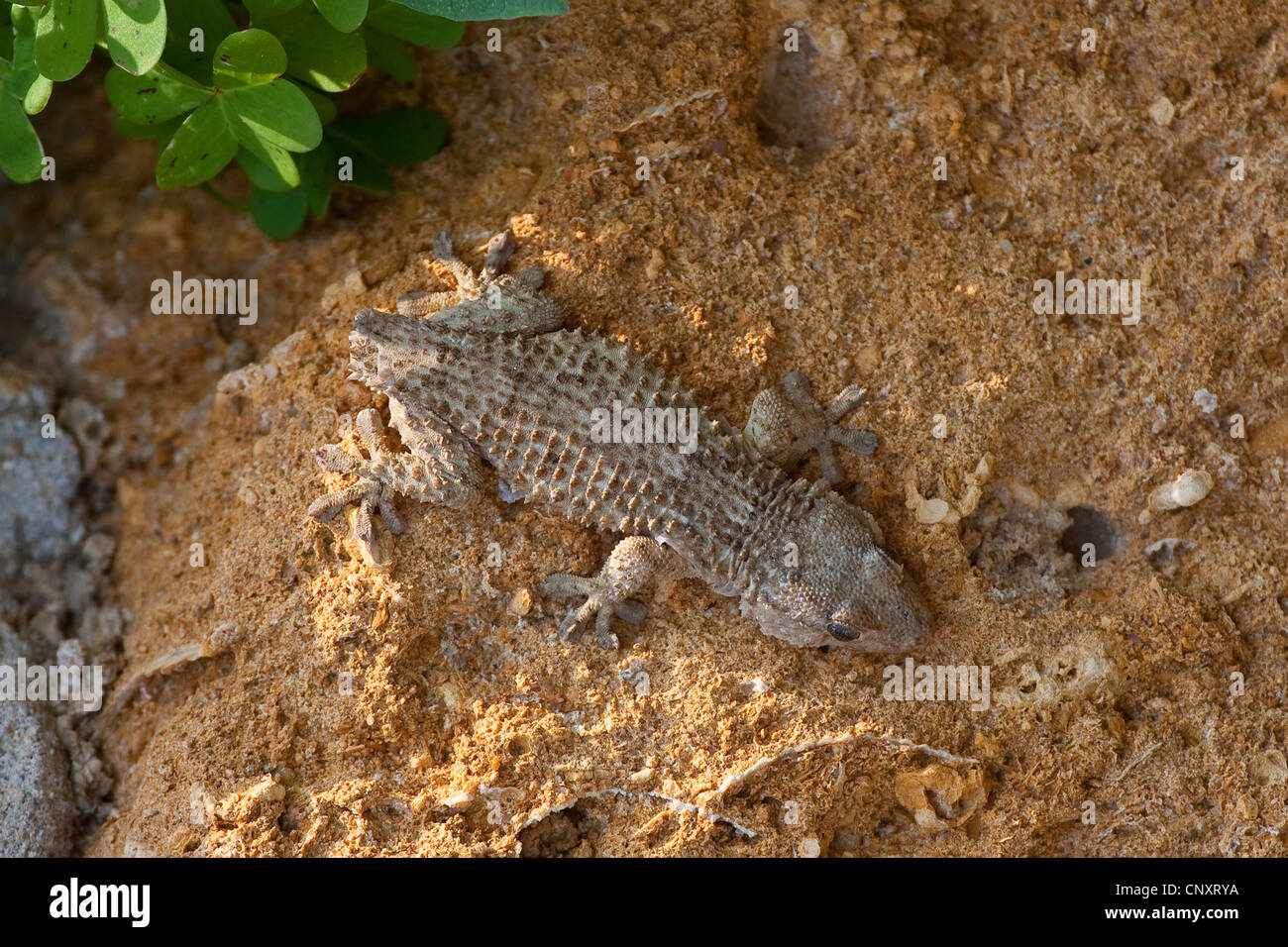 common wall gecko, Moorish gecko (Tarentola mauritanica), sitting on clay ground with the tail lost due to autotomy Stock Photo