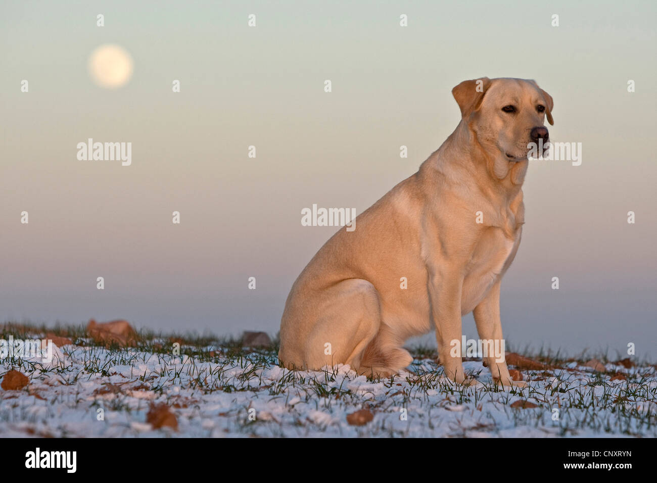 Labrador Retriever (Canis lupus f. familiaris), sitting alone on snow-covered lawn Stock Photo
