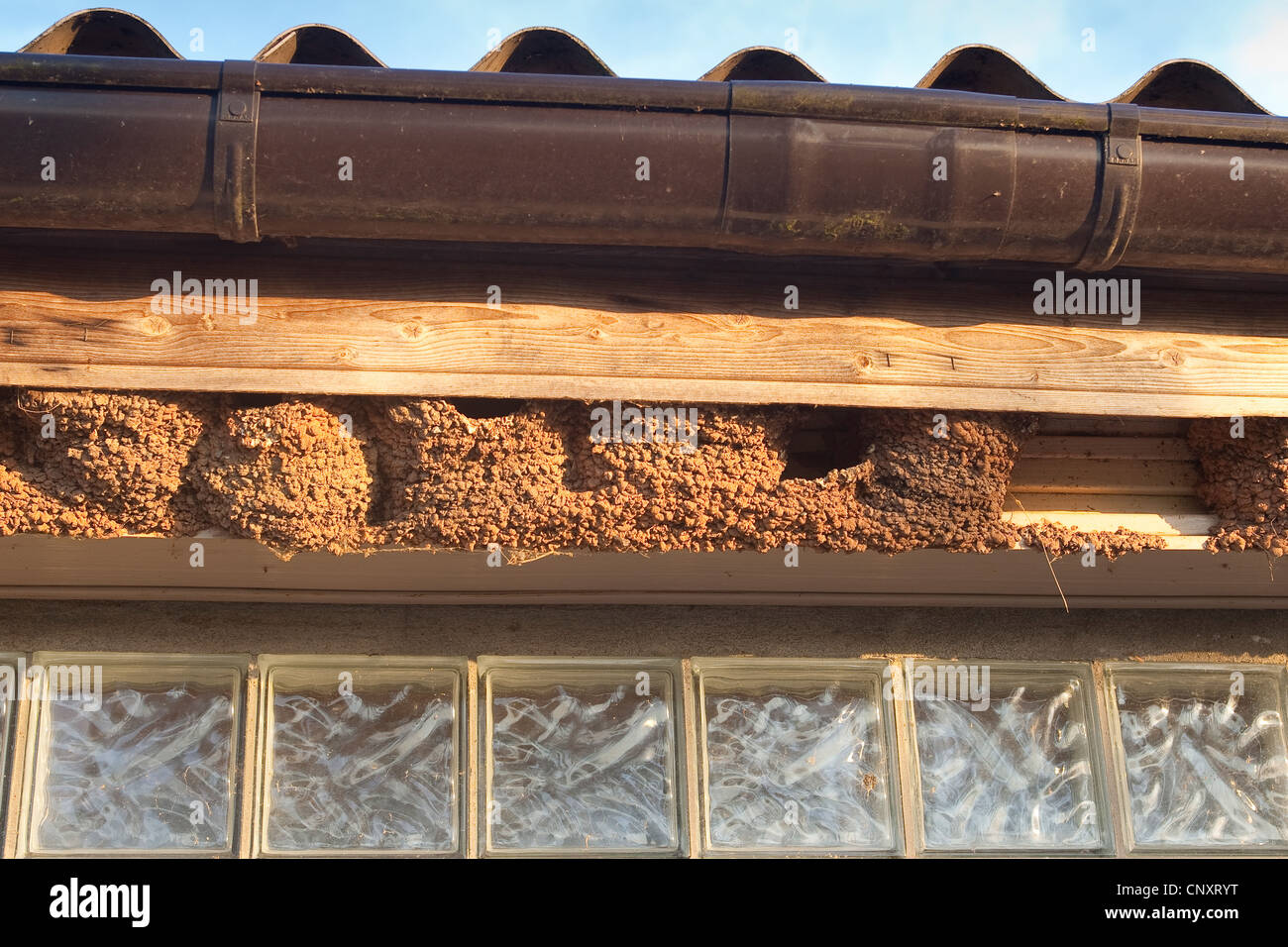 common house martin (Delichon urbica), nests under eaves, Germany Stock Photo