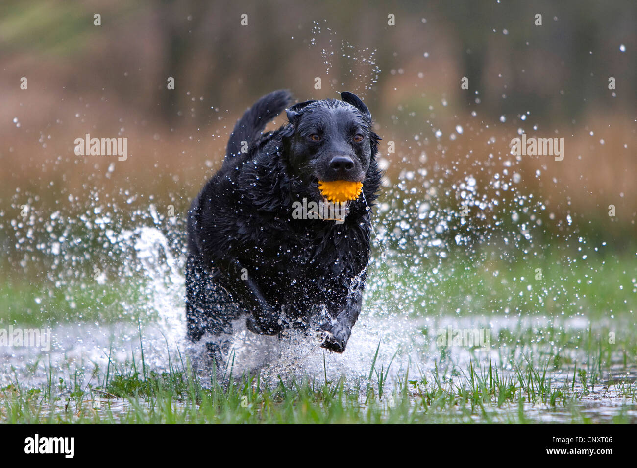 Labrador Retriever (Canis lupus f. familiaris), running through wet meadow Stock Photo