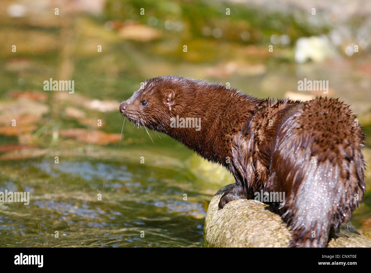 American mink (Mustela vison), sitting on a stone at a riverside, Germany Stock Photo