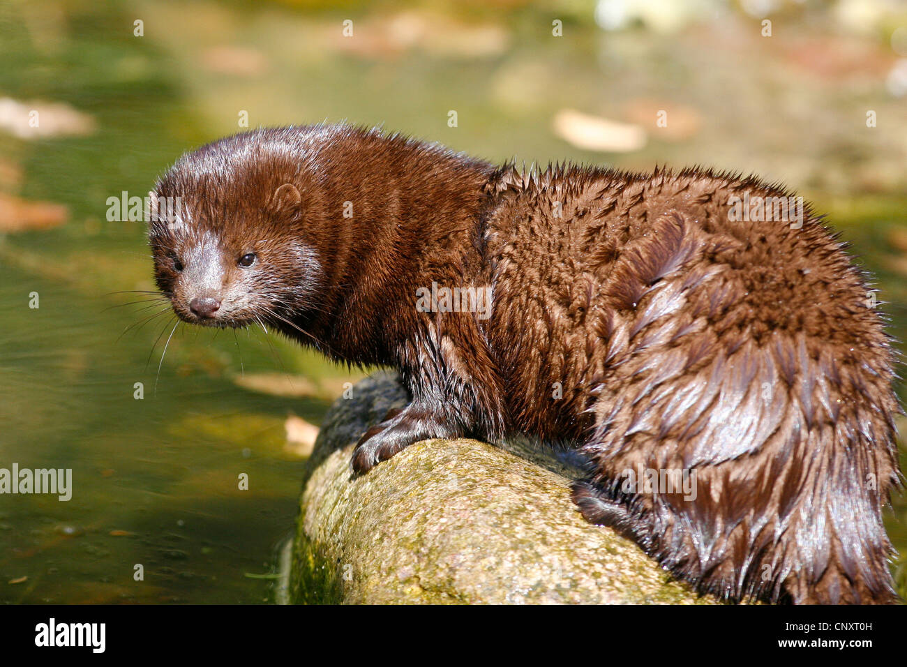 American mink (Mustela vison), sitting on a stone at a riverside, Germany Stock Photo