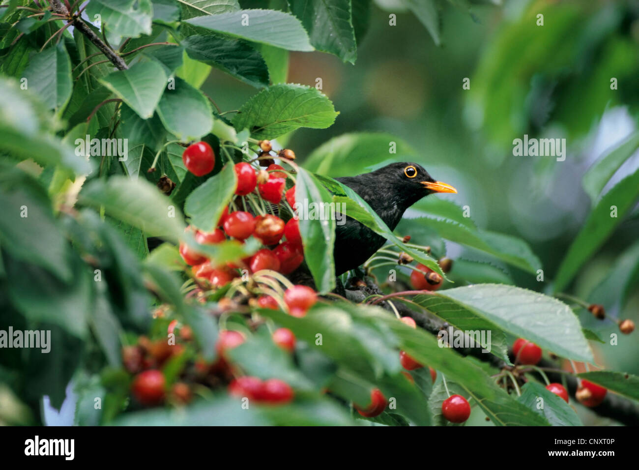 CNXT BLACKBIRD WINDOWS 8 DRIVER DOWNLOAD CNXT BLACKBIRD WINDOWS 8.1 DRIVER