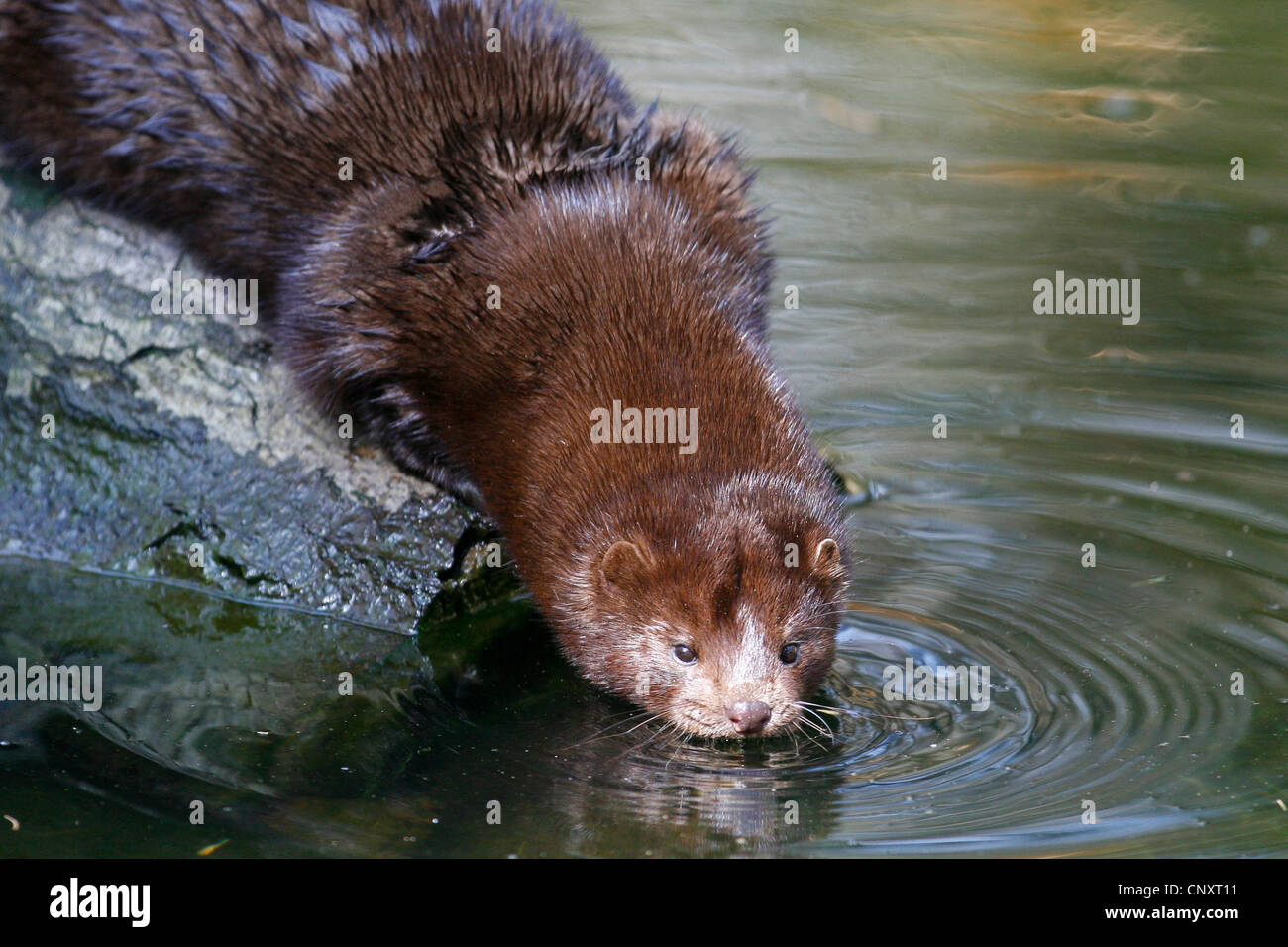 American mink (Mustela vison), sitting on a log at a riverside drinking, Germany Stock Photo
