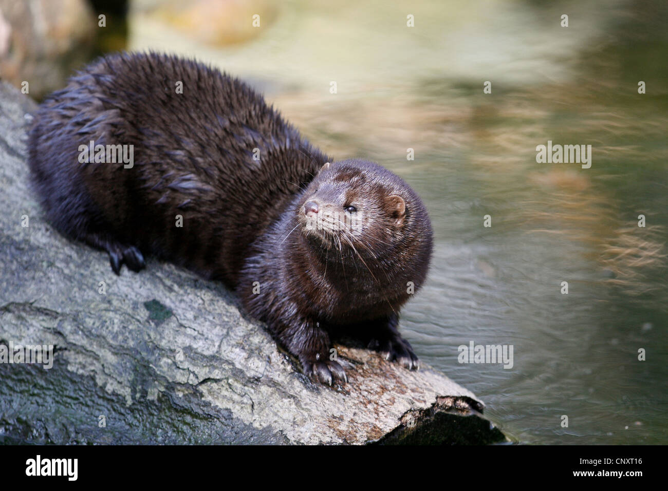 American mink (Mustela vison), sitting on a log at a riverside, Germany Stock Photo