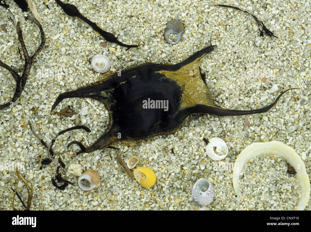 thornback skate, thornback ray, roker (Raja clavata), egg stranded on sand beach Stock Photo