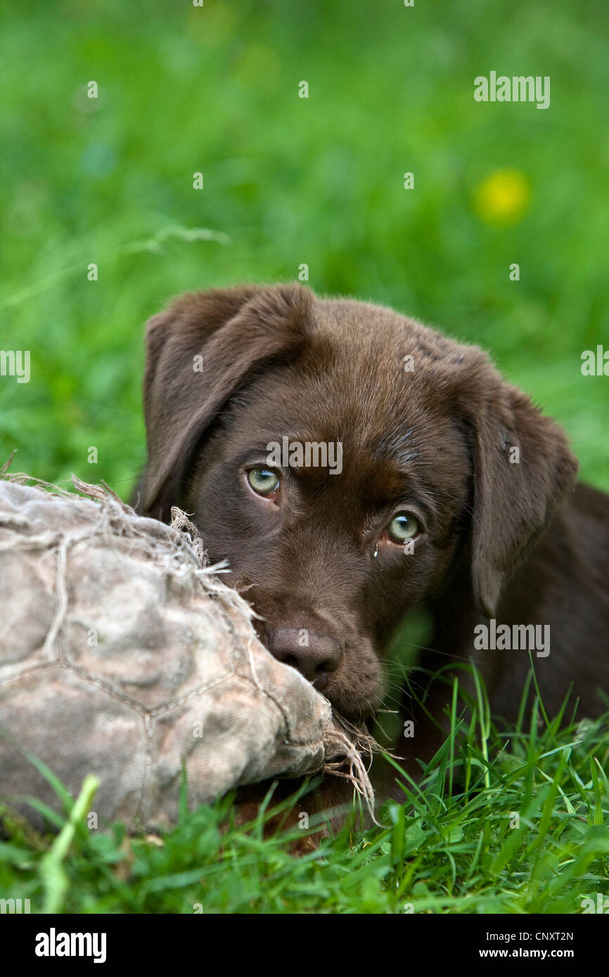 Labrador Retriever (Canis lupus f. familiaris), puppy chewing at a ball Stock Photo