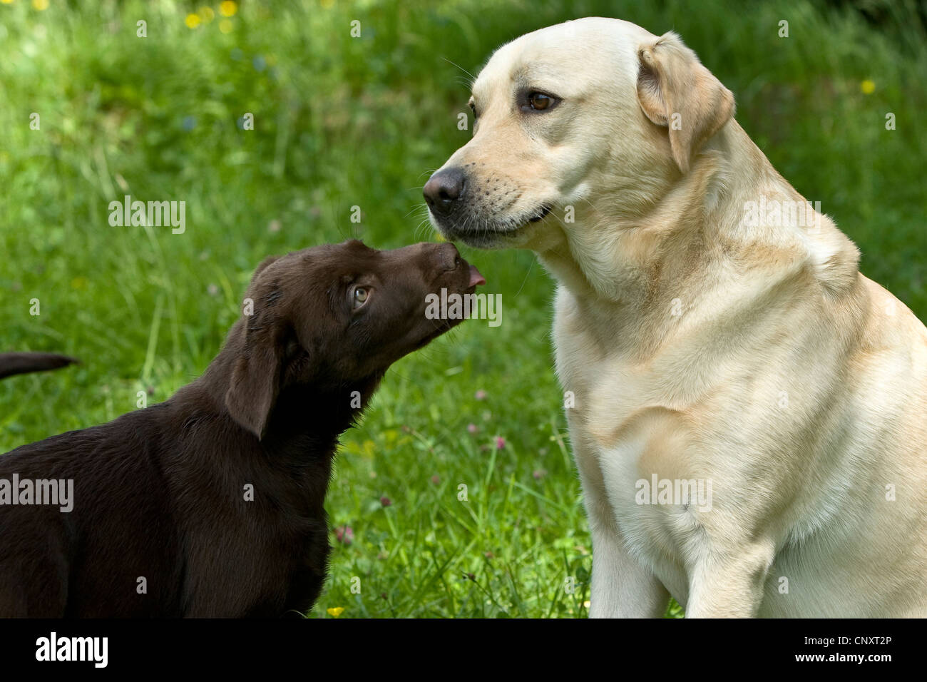 How To Stop Labrador Retrievers From Licking
