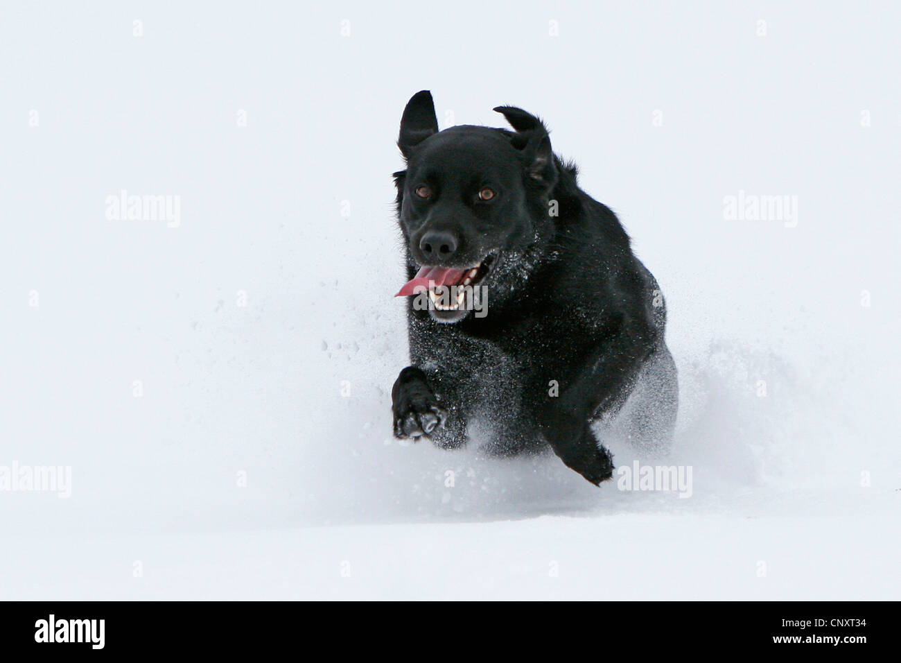 Labrador Retriever (Canis lupus f. familiaris), running through the snow Stock Photo