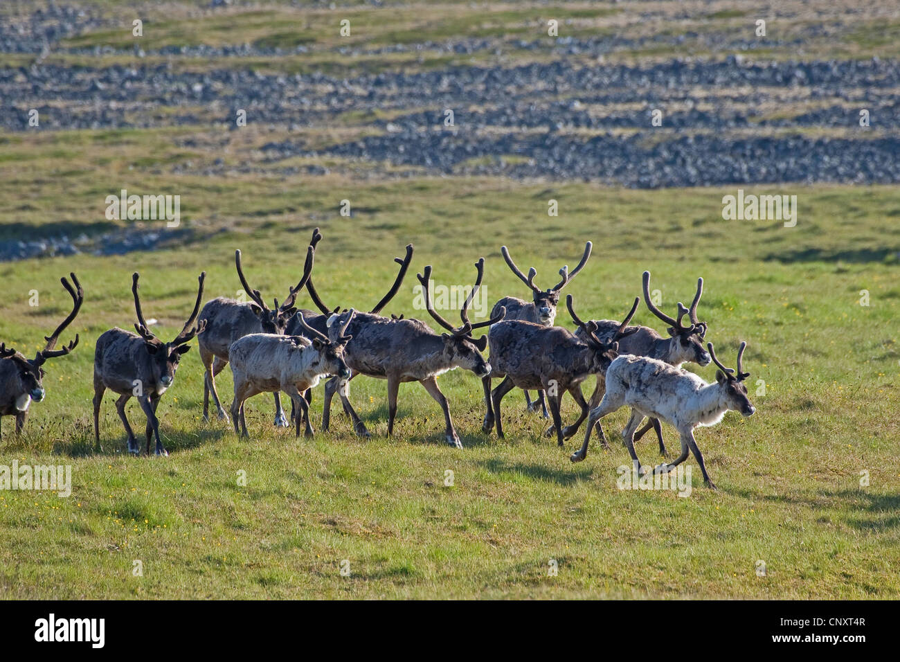 European reindeer, European caribou (Rangifer tarandus), herd in meadow, Norway Stock Photo