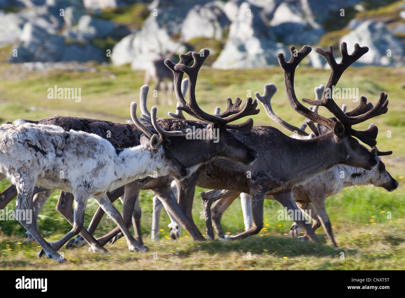 European reindeer, European caribou (Rangifer tarandus), herd running in meadow, Norway Stock Photo