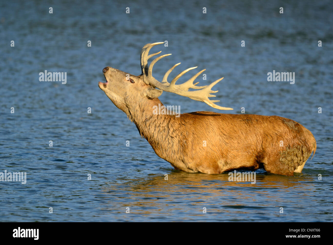 Water Deer Sound
