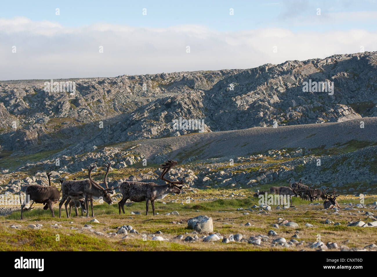 European reindeer, European caribou (Rangifer tarandus), herd in rocky landscape, Norway Stock Photo