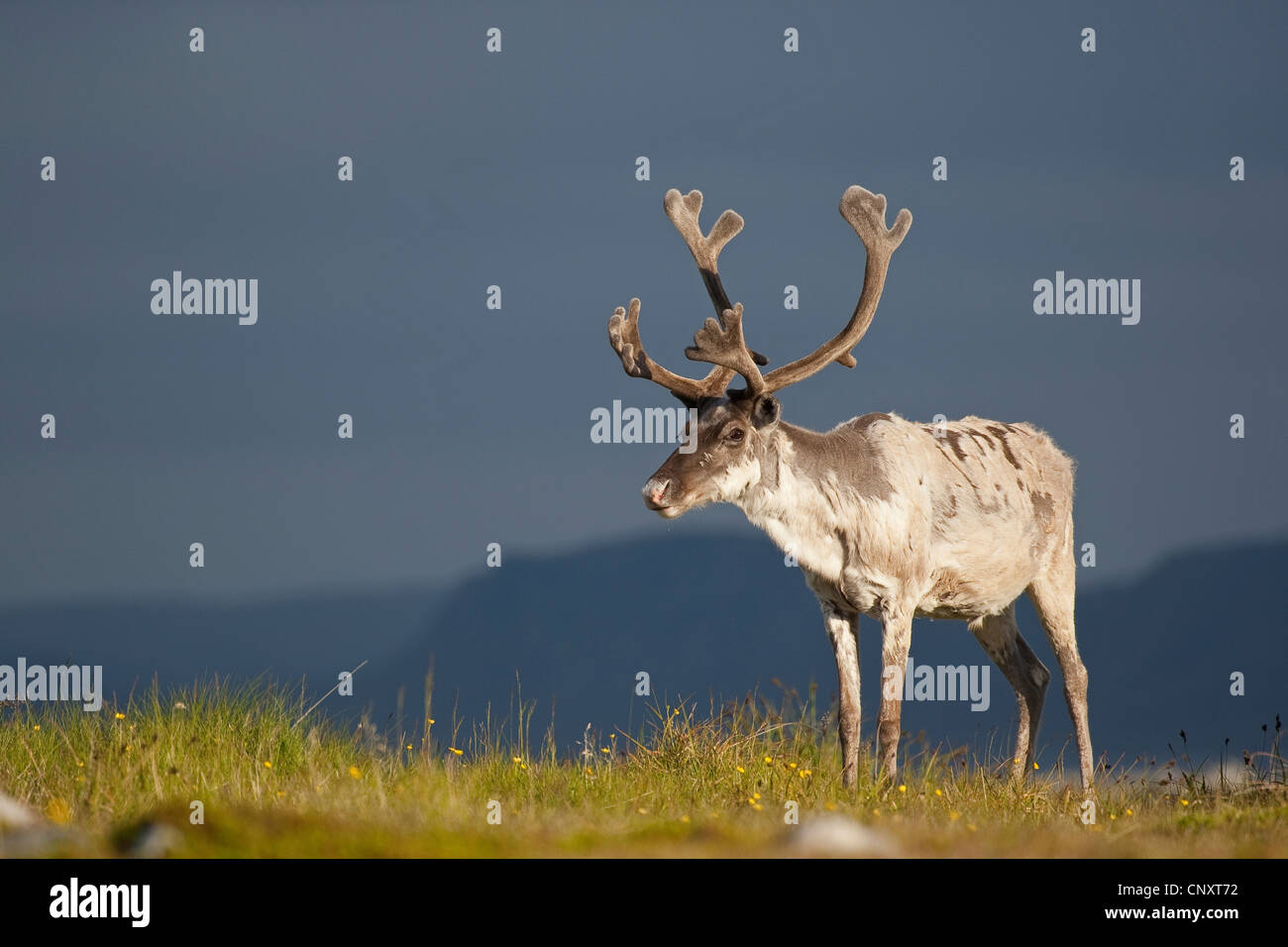 European reindeer, European caribou (Rangifer tarandus), standing in a meadow, Norway Stock Photo