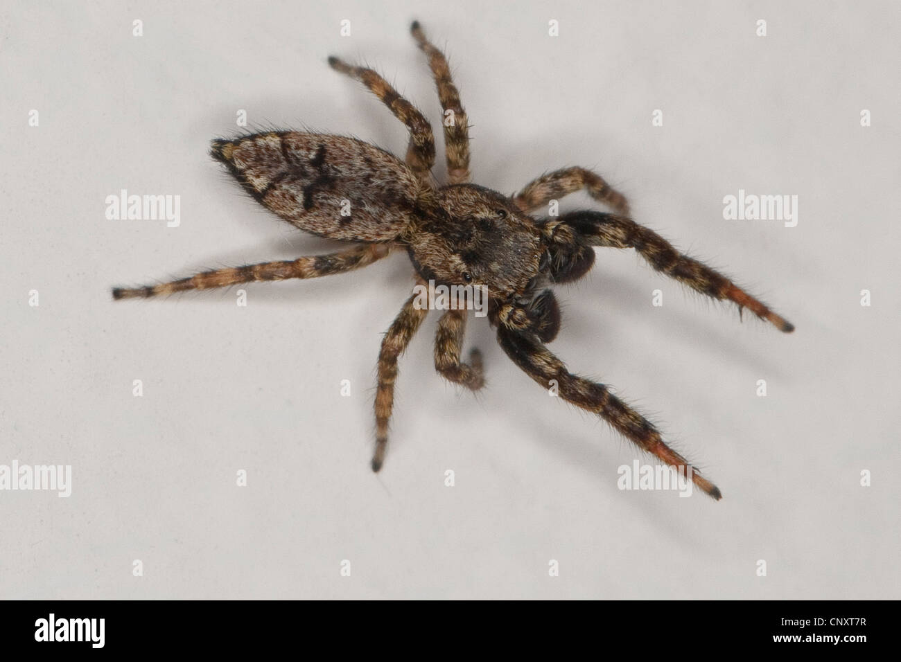 Jumping spider marpissa muscosa hi-res stock photography and images - Alamy