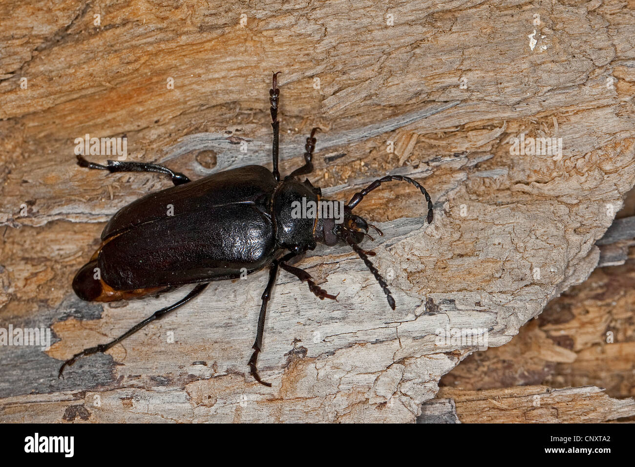 Prionus longhorn beetle, Greater British longhorn, The tanner, The sawyer (Prionus coriarius), sitting on bark, Germany Stock Photo