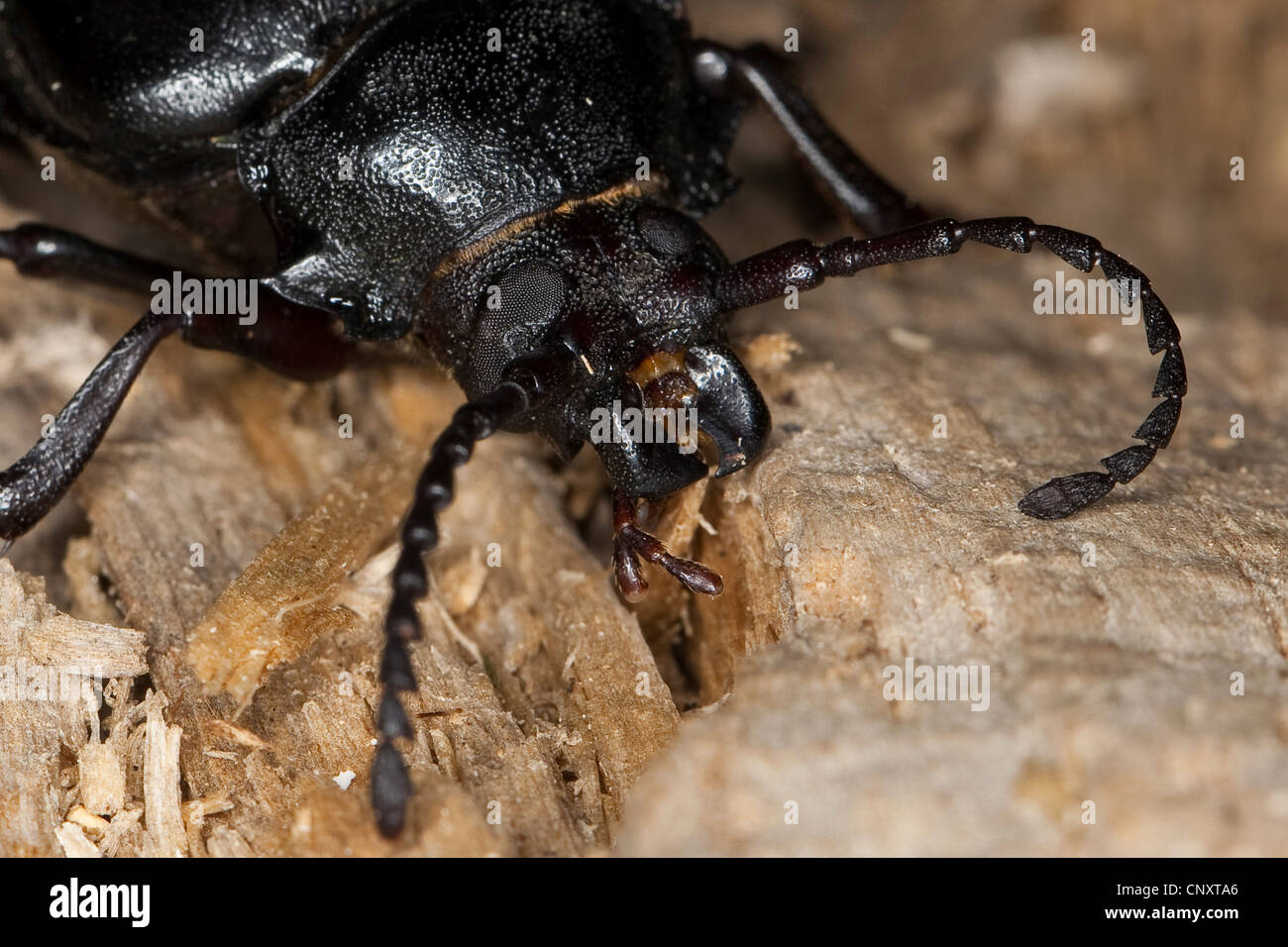 Prionus longhorn beetle, Greater British longhorn, The tanner, The sawyer (Prionus coriarius), portrait, Germany Stock Photo