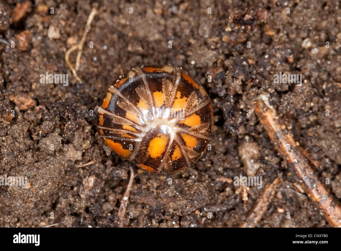 European pill millepedes (Glomeris spec.,), on the ground, Germany Stock Photo