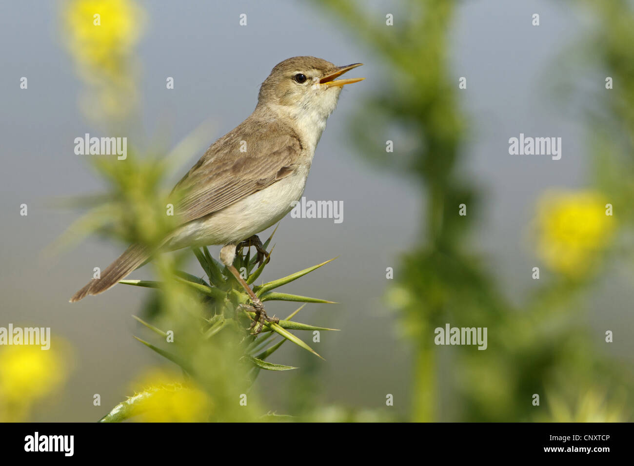 Olivaceous warbler (Hippolais pallida, Acrocephalus pallidus), sitting on a bush singing, Turkey, Sanliurfa, Birecik Gravel Pits Stock Photo