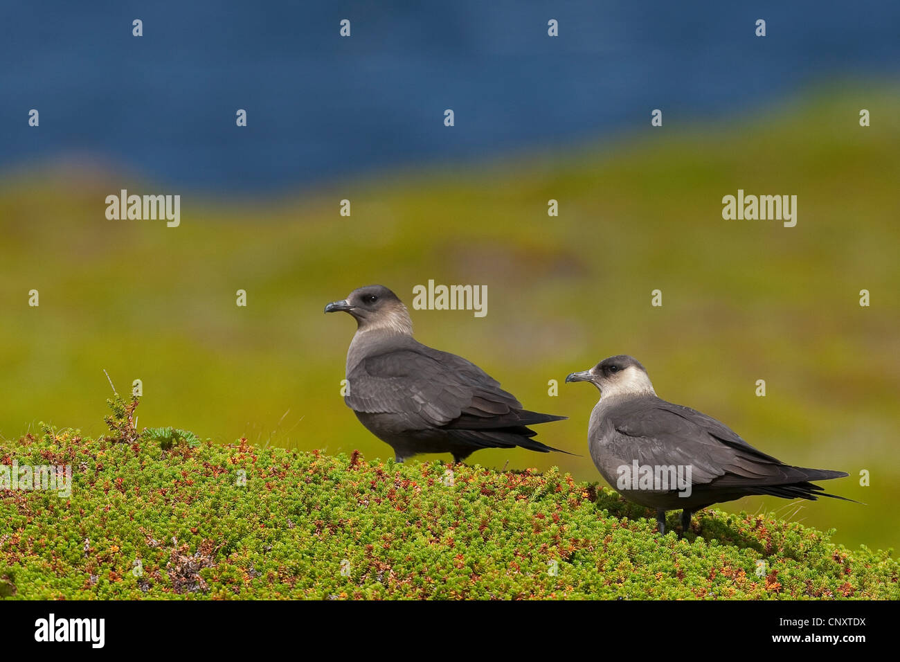 Parasitic Jaeger, Arctic Skua, Parasitic Skua (Stercorarius parasiticus), two dark coloured morphs sitting on the ground Stock Photo